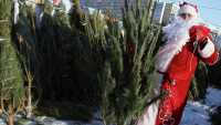 Новогодние елочки в Минусинск приедут из Шушенского и Каратузского районов