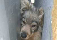 Минусинские спасатели освободили собаку из гаражного плена