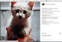 Житель Минусинска расстрелял соседского котенка на глазах у детей