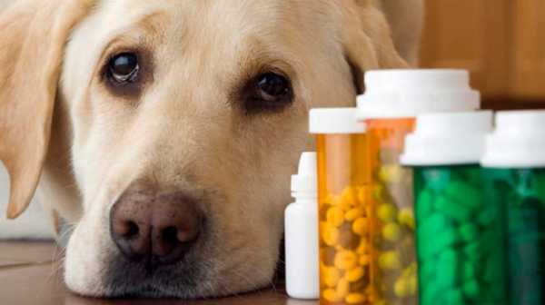 По соседству с Минусинском продавали контрафактные лекарства для животных