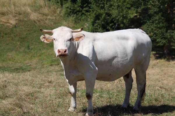 В Каратузском районе корова напала на пенсионерку и сломала ей рёбра