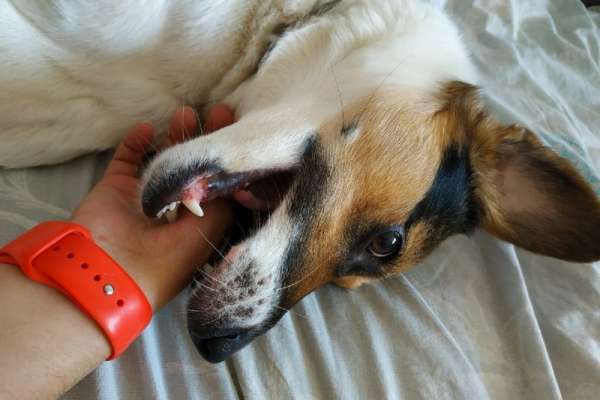 В Саяногорске бесплатно стерилизуют собак