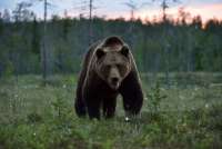Стали известны подробности нападения медведя на подростка в Ергаках