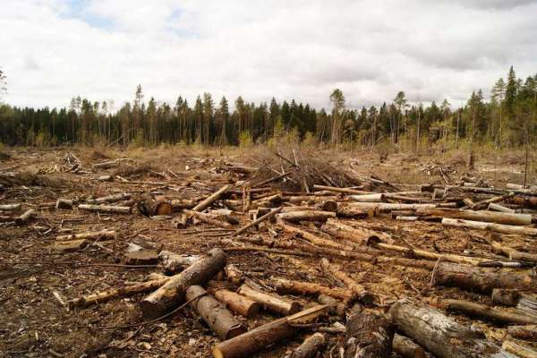 В Хакасии возбуждено уголовное дело о незаконной вырубке леса на сумму 80 млн рублей