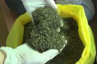 В сарае минусинца нашли 300 грамм марихуаны