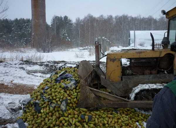 По соседству с Минусинском трактор раскатал центнер свежих груш