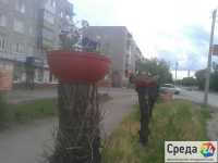 В Минусинске на спиленных деревьях расцвели... петунии (фото)
