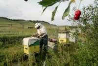 Обработка химией рапсовых полей в Хакасии могла привести к массовой гибели пчёл