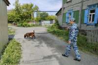 В Красноярском крае служебная собака нашла преступника, ранившего знакомого отвёрткой