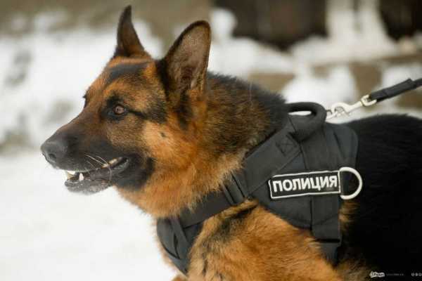 В Минусинске полицейская собака нашла дом вора