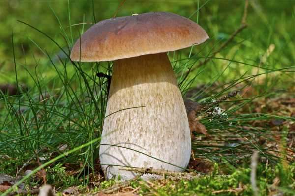 В Красноярском крае раньше обычного стартовал грибной сезон