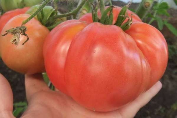 Садоводы Минусинска готовятся к конкурсу на самый большой помидор