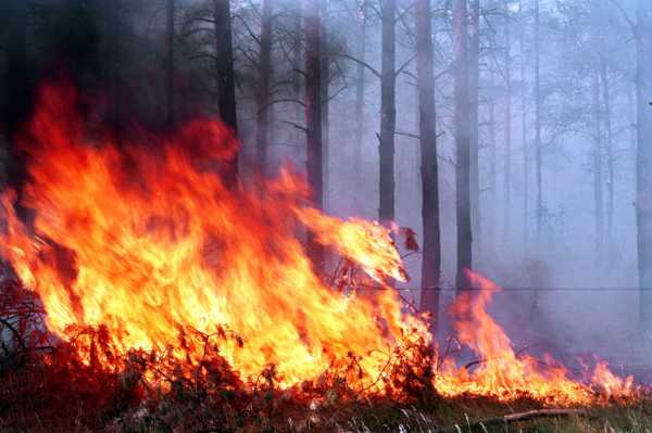 Возле Лугавского горел лес