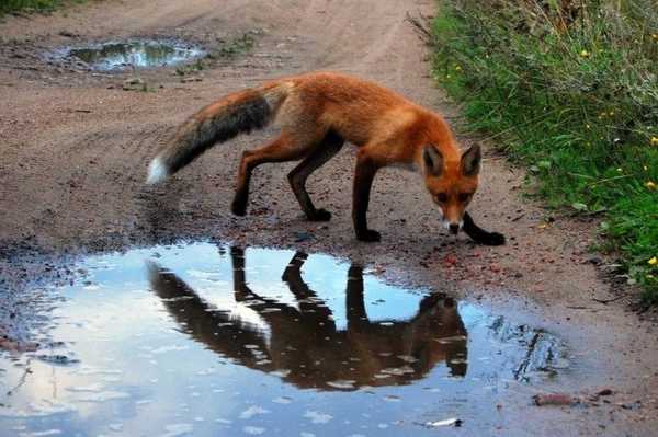 В Красноярском крае чаще стали встречаться бешеные лисы