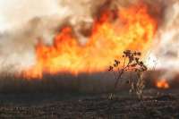 Минусинские пожарные за сутки три раза выезжали на пал травы