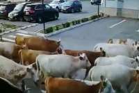 Огромное стадо коров создало суматоху в аэропорту Абакана