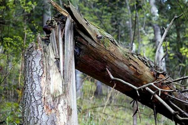 На юге Хакасии мужчину задавило насмерть дерево