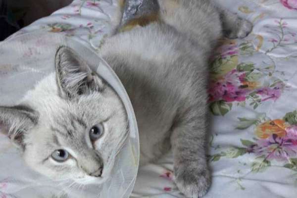 Расстрелом кошки в Минусинске заинтересовались следователи