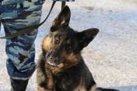 В Черногорске служебная собака нашла наркотики