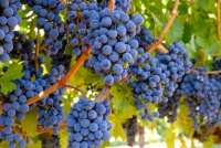 В Шушенском районе собрали ранний урожай винограда
