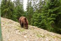 В Шушенском бору грибники нарвались на медведя