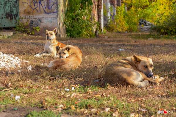 В России запретили убивать бездомных собак