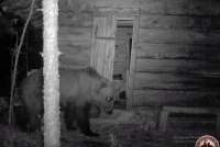 Сотрудники Саяно-Шушенского заповедника опубликовали видео медвежьего хулиганства