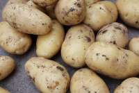 В Минусинском районе фермера наказали за не ту картошку