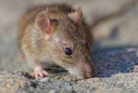 В Минусинске крысы нападают на людей