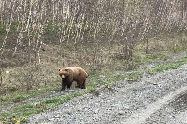 Шокирующее видео: голодный медведь напал на быка
