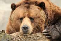 В Шушенском районе медведи все больше выходят на люди
