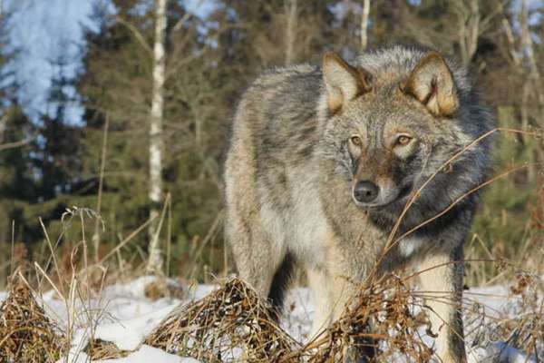 В Туве за каждого убитого волка будут платить 4 тыс. рублей