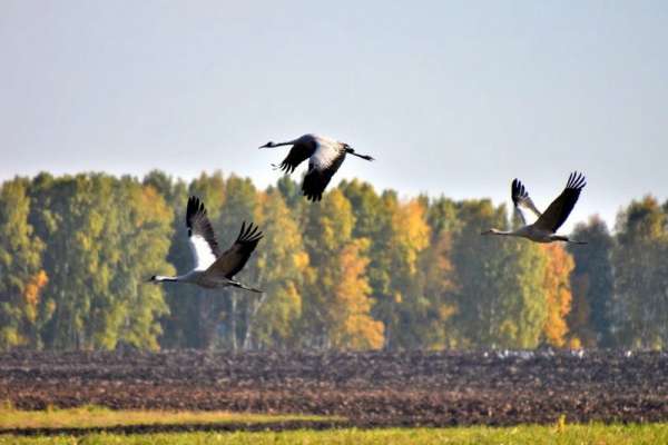 Журавли летят на юг через Минусинскую котловину