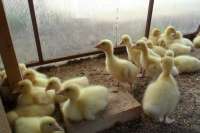В Хакасии осужденные начали разводить гусей