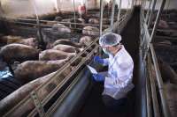 В Хакасии взяли на контроль ситуацию, связанную с африканской чумой свиней