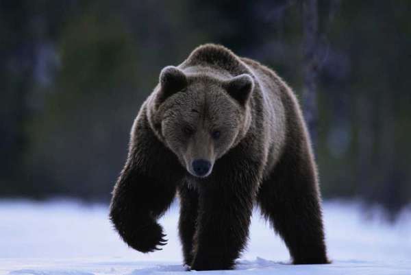 В Саяно-Шушенском заповеднике медведь разорил избу