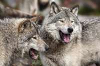 В Туве волки все чаще выходят к людям
