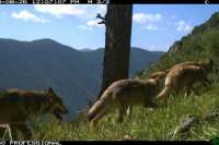 В Саяно-Шушенском заповеднике зафиксировали крупную стаю волков