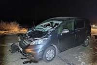 В Хакасии водитель сбил перебегавшую через дорогу лошадь
