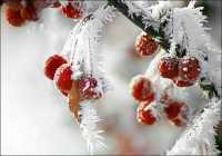 Рождественские морозы в Минусинске отменяются