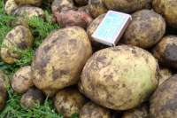 В хакасской колонии опробовали оригинальную технологию выращивания  картошки