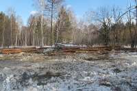 В Красноярском крае за ущерб в 9 млн привлечён к ответственности «чёрный лесоруб»