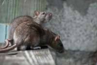 Крысы оккупировали многоэтажки Норильска