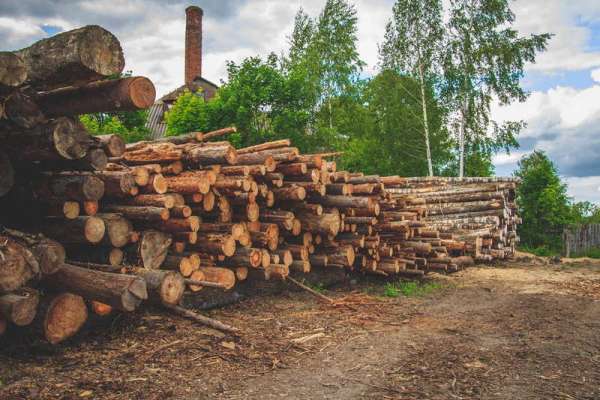 В Курагинском районе древесный вредитель привел к судебному иску