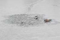 На водоемах Тувы утонули двое детей