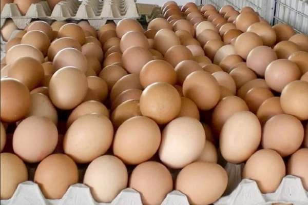 300 тысяч куриных яиц отправились из Красноярского края в Монголию