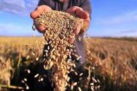 Курагинский район занял первое место на юге края по намолоту зерновых