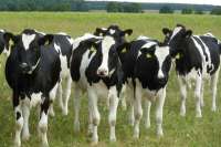 В Шушенский район завезли более 600 коров из Германии