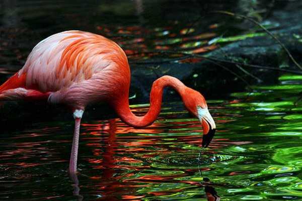 Минусинцы могут увидеть розового фламинго