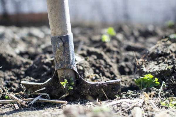 Минусинских безработных отправят копать огороды ветеранам